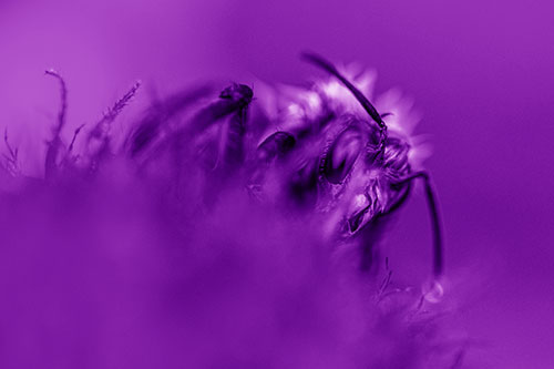 Wet Honey Bee Hiding Among Blanket Flower (Purple Shade)