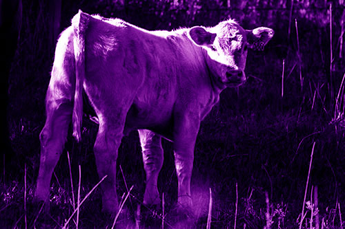 White Cow Calf Looking Backwards (Purple Shade Photo)