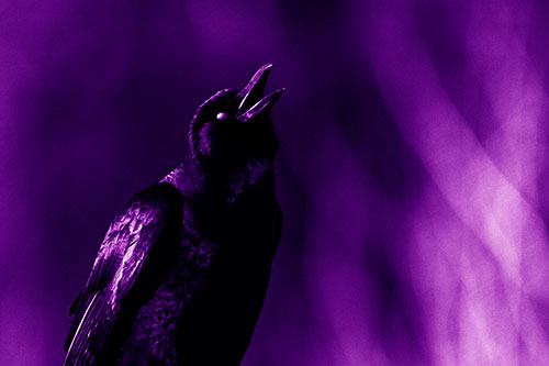 White Eyed Crow Cawing Into Sunlight (Purple Shade Photo)