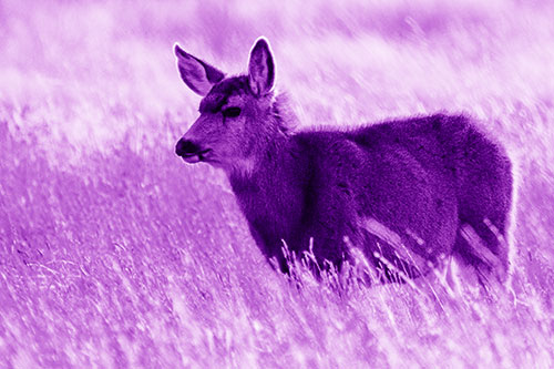 White Tailed Deer Enjoying Stroll Among Wheatgrass (Purple Shade Photo)