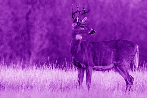 White Tailed Deer Looking Back Towards Sunrise (Purple Shade)