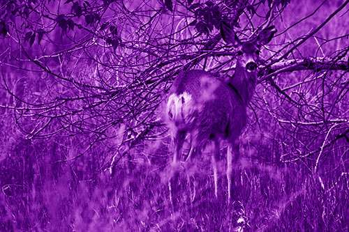 White Tailed Deer Looking Backwards Atop Grassy Pasture (Purple Shade Photo)