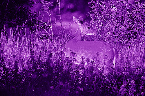 White Tailed Deer Looks Back Among Lily Nile Flowers (Purple Shade)
