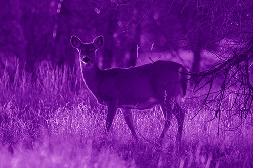 White Tailed Deer Spots Intruder Beside Dead Tree (Purple Shade Photo)