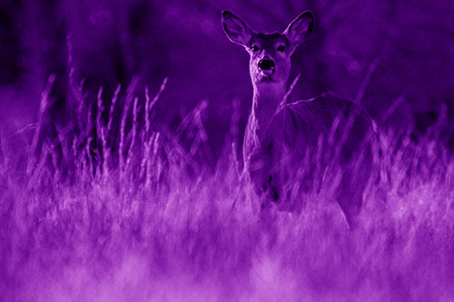 White Tailed Deer Stares Behind Feather Reed Grass (Purple Shade Photo)