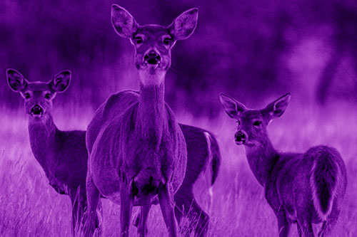 White Tailed Deer Trio Watch Among Wheatgrass (Purple Shade)