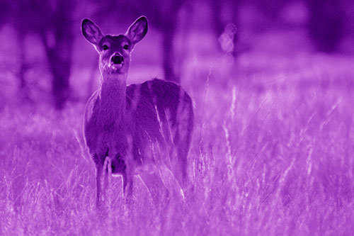 White Tailed Deer Watches With Anticipation (Purple Shade Photo)