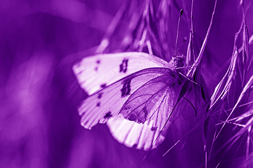 White Winged Butterfly Clings Grass Blades (Purple Shade Photo)