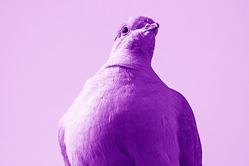 Wide Eyed Collared Dove Keeping Watch (Purple Shade Photo)