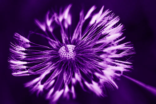 Wind Blowing Partial Puffed Dandelion (Purple Shade Photo)