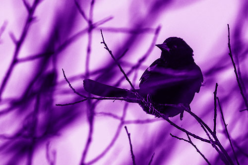 Wind Gust Blows Red Winged Blackbird Atop Tree Branch (Purple Shade Photo)