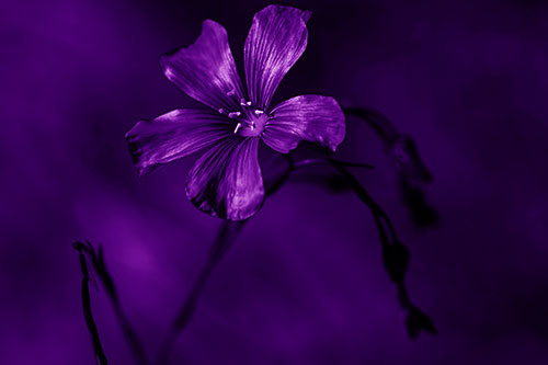 Wind Shaking Flax Flower (Purple Shade Photo)