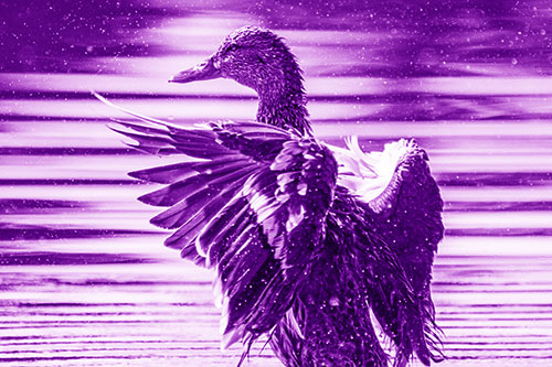 Wing Flapping Mallard Duck Splashing Lake Water (Purple Shade)