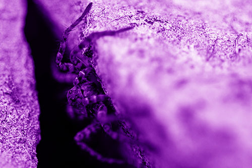 Wolf Spider Peeking Out Rock Crevice (Purple Shade)