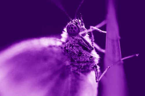 Wood White Butterfly Hugs Grass Blade (Purple Shade Photo)