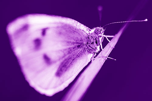 Wood White Butterfly Perched Atop Grass Blade (Purple Shade Photo)