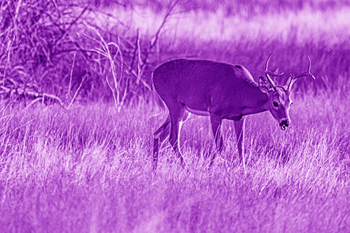 Yawning White Tailed Deer Wanders Among Grass Prairie (Purple Shade)