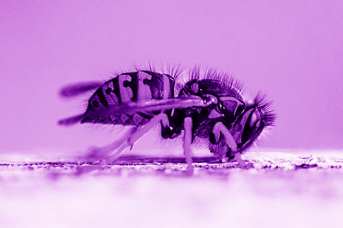 Yellowjacket Wasp Chewing Wood (Purple Shade)