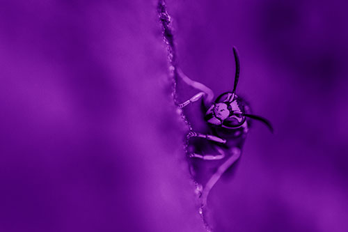 Yellowjacket Wasp Crawling Rock Vertically (Purple Shade Photo)