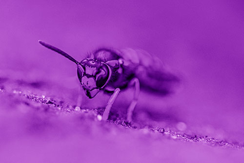 Yellowjacket Wasp Prepares For Flight (Purple Shade Photo)