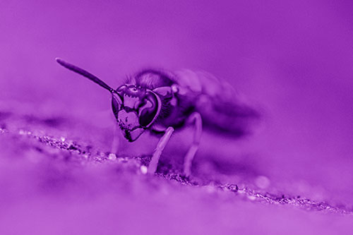 Yellowjacket Wasp Prepares For Flight (Purple Shade)