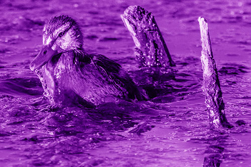 Young Mallard Duckling Playing Among Algae (Purple Shade)