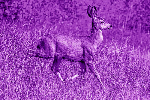 Young Mule Deer Galloping Across Grassland (Purple Shade)