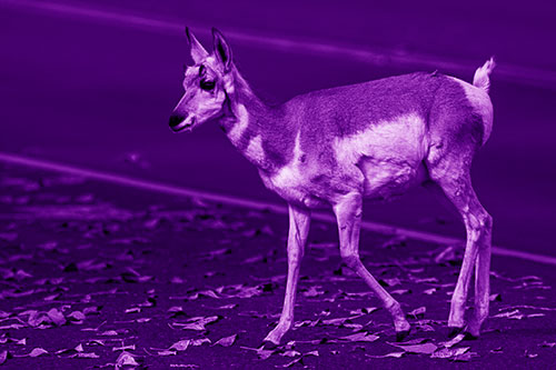 Young Pronghorn Crosses Leaf Covered Road (Purple Shade Photo)