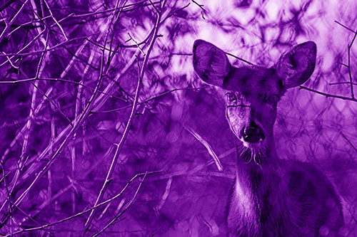 Young White Tailed Deer Watches Through Chain Link Fence (Purple Shade)
