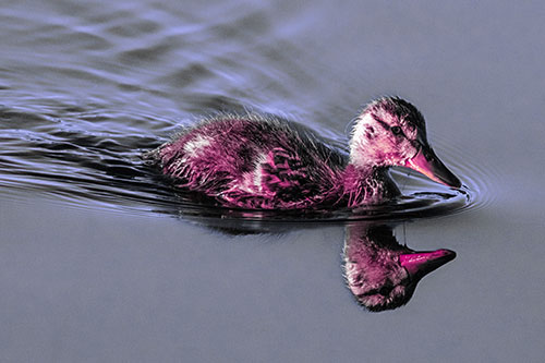 Aging Mallard Duckling Swimming Through Calm Water (Purple Tint)