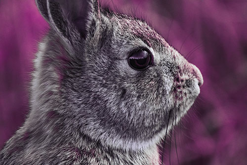 Alert Bunny Rabbit Detects Noise (Purple Tint Photo)