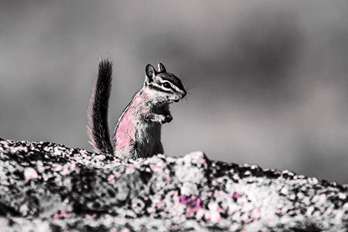 Alert Chipmunk Extending Tail Upwards (Purple Tint)