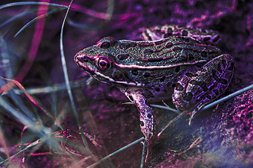 Alert Leopard Frog Prepares To Pounce (Purple Tint Photo)