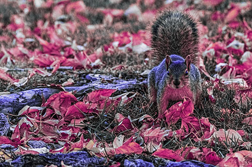 Alert Squirrel Freezes Among Fall Leaves (Purple Tint)