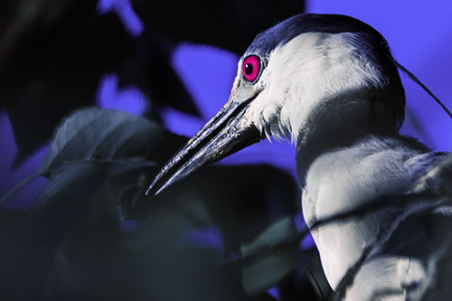 Algae Beak Black Crowned Night Heron (Purple Tint Photo)