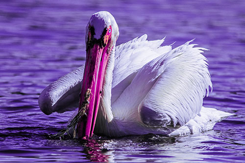 Algae Beaked Pelican Fishes For Salamanders (Purple Tint)