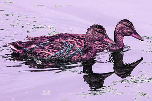 Algae Coated Female Mallard Ducks Swimming In Unison (Purple Tint Photo)