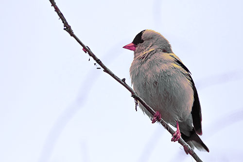 American Goldfinch Perched Along Slanted Branch (Purple Tint Photo)