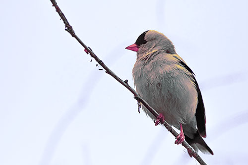 American Goldfinch Perched Along Slanted Branch (Purple Tint)