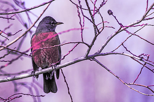 American Robin Looking Sideways Among Twisting Tree Branches (Purple Tint)