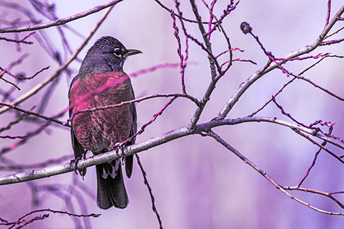 American Robin Looking Sideways Among Twisting Tree Branches (Purple Tint Photo)