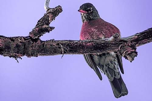 American Robin Perched Along Thick Decomposing Tree Branch (Purple Tint)