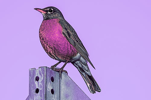American Robin Perched Atop Metal Sign (Purple Tint Photo)