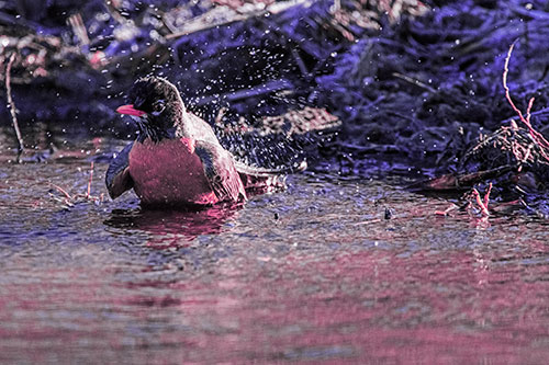 American Robin Splashing River Water (Purple Tint Photo)