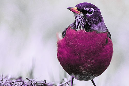 American Robin Standing Strong Against Wind (Purple Tint Photo)