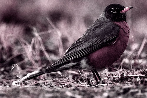 American Robin Standing Strong Among Dead Leaves (Purple Tint Photo)