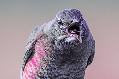 Angry Faced American Robin Screaming (Purple Tint)
