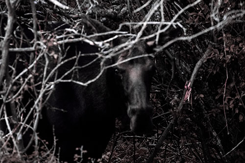 Angry Faced Moose Behind Tree Branches (Purple Tint Photo)
