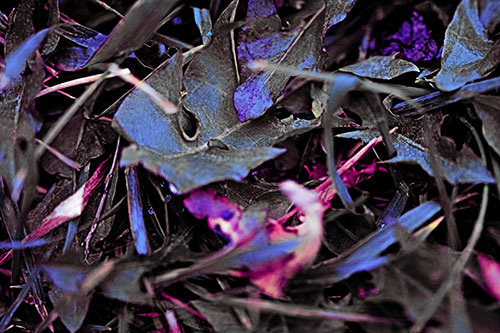 Angry Rotting Triangular Leaf Face (Purple Tint)
