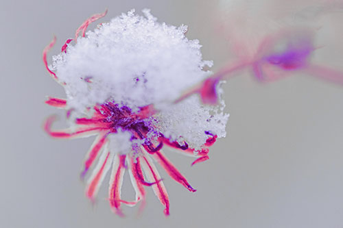 Angry Snow Faced Aster Screaming Among Cold (Purple Tint Photo)